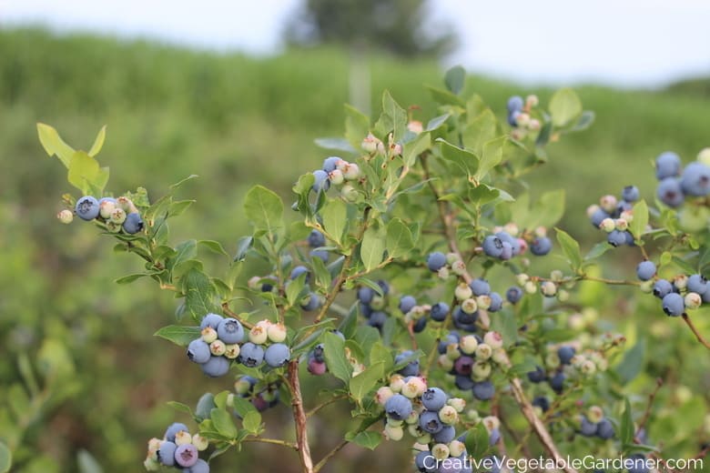 Preserving Blueberries