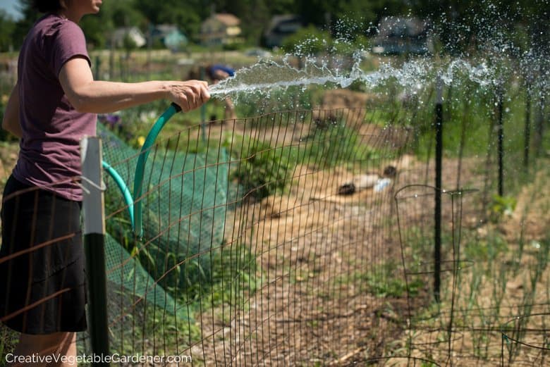 Creative Vegetable Gardener Secrets To Watering Your Vegetable