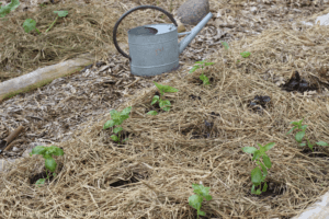 garden watering tips with mulch