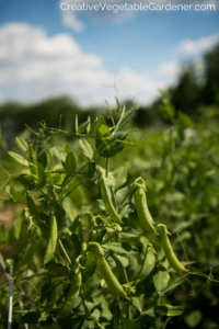 peas growing in healthy soil