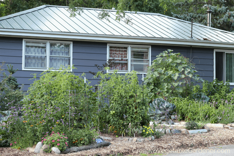 6 Reasons Why Your Vegetable Garden is Struggling