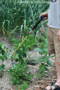 tips for watering vegetable garden