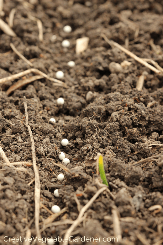 seeds to water in vegetable garden