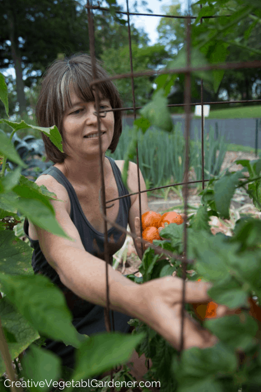 picking tomatoes for preserving