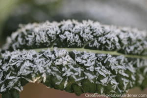 garden kale with frost