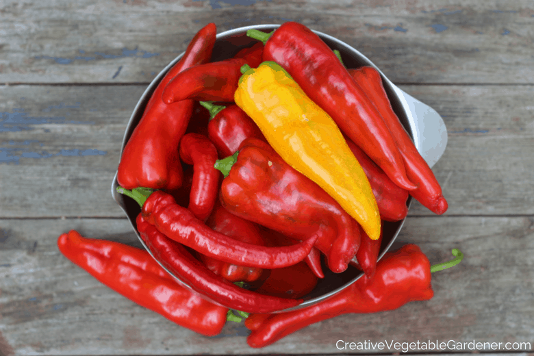 Behind the Scenes Secrets to Starting Peppers Indoors