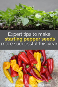 how to start pepper seeds