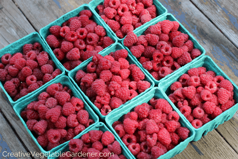 How to Plant and Grow Raspberries