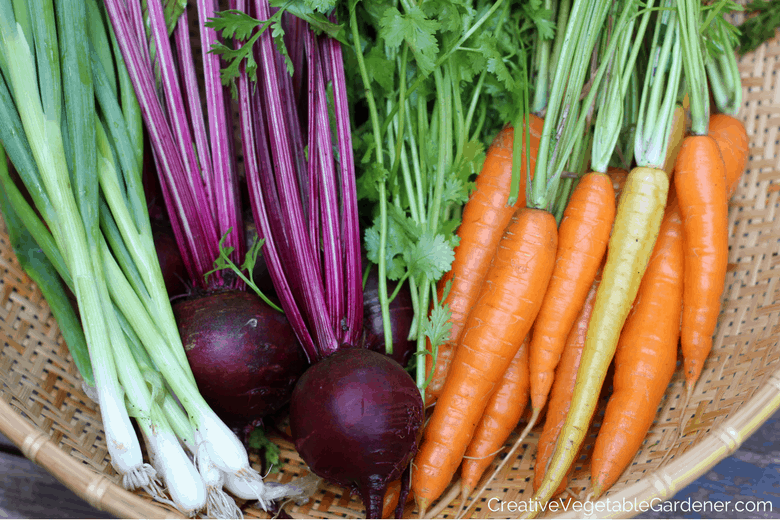 garden harvest in a basket