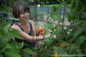 harvesting tomatoes after pruning the plants