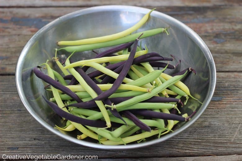 Purple Beans Vegetable Garden