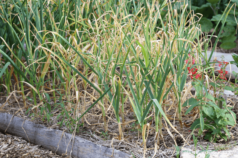 garlic ready to harvest