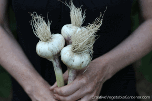 harvesting garlic to cure