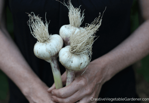 harvesting garlic to cure
