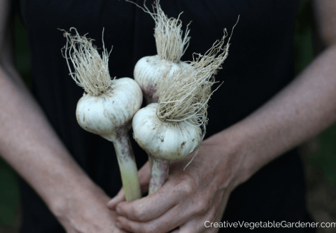 https://www.creativevegetablegardener.com/wp-content/uploads/2015/07/drying-garlic-after-harvest-475x330.png