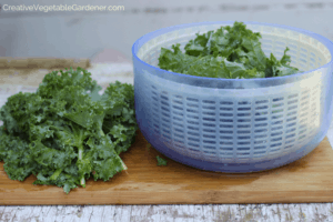 how to dry kale for freezing
