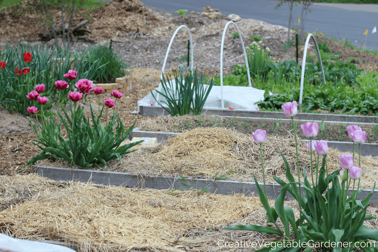 spring bulbs flowers for vegetable garden