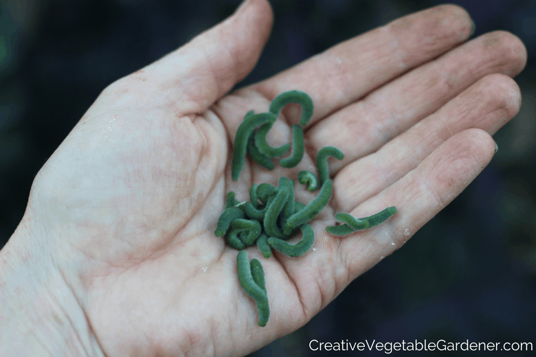 cabbage worm vegetable pests in gardener's hand