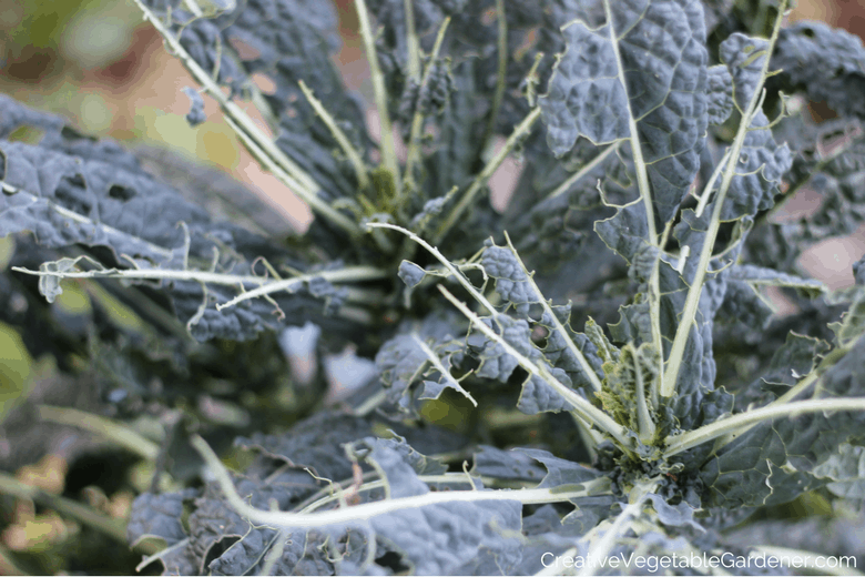 kale eaten by vegetable garden pests