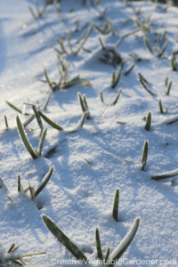 spring garlic covered in snow