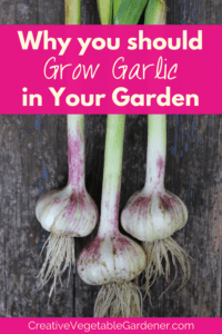 why to grow garlic