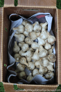 garden garlic ready for storage