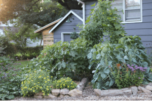 vegetable gardening mistakes in a yard