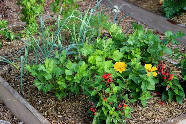 How to start a small vegetable garden and make the most of it