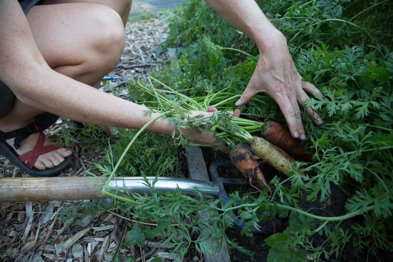 digging up carrots from how to start a small vegetable garden