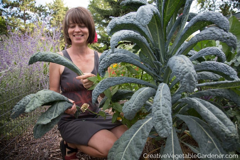 harvesting kale how to start a small vegetable garden