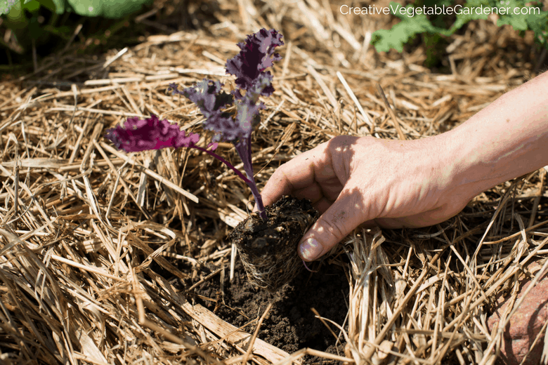 planting a kale seedling in how to start a small vegetable garden