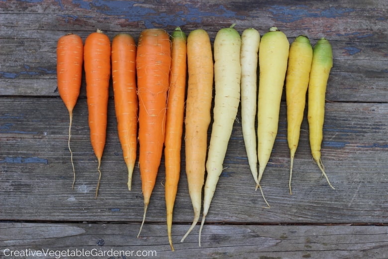 rainbow of carrots are colorful vegetables to grow