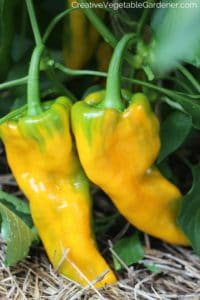 yellow peppers in garden