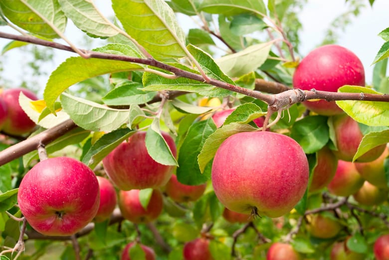 Grow Organic | Gala Apple Tree