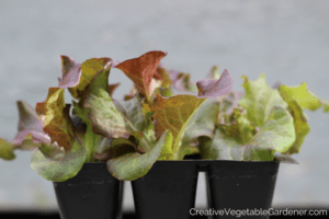 lettuce seedlings and where to buy plants