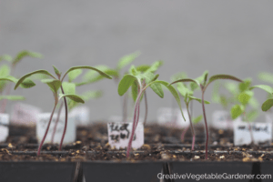 tomato seedlings where to buy vegetable plants