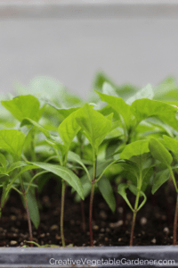 peppers seedlings and where to buy vegetable plants