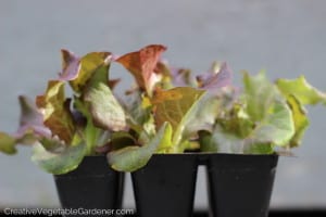 Lettuce seedlings for the vegetable garden