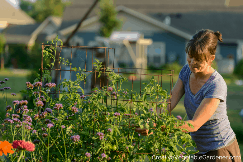 woman harvesting tomatoes from diy cage in garden