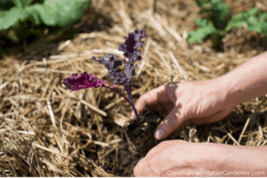 hands planting kale in garden