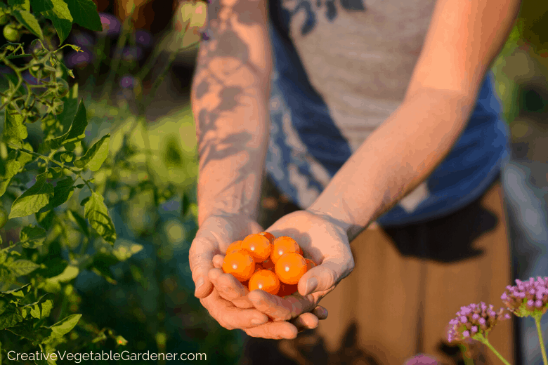 how to build a diy tomato cage