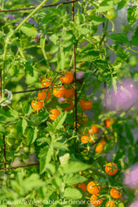tomatoes on a diy cage