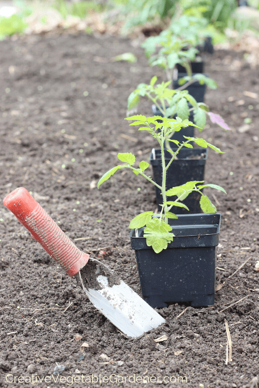 planting tomatoes for a diy cage