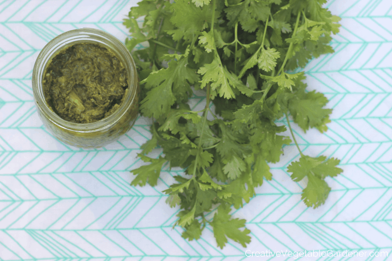 cilantro from garden with homemade sauce