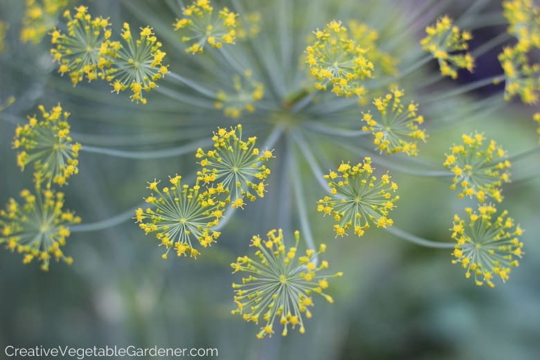 Dill Urban Garden Dill Urban Garden
