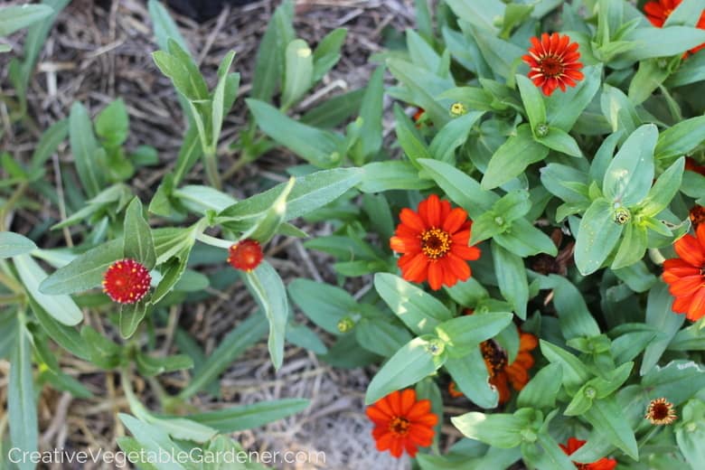 vegetable garden flowers in orange and red vegetable garden flowers in orange and red