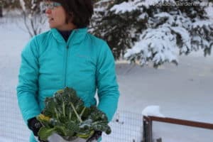 woman harvesting vegetables in snow