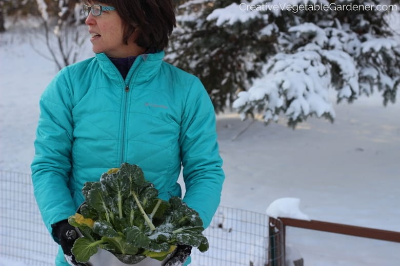 woman harvesting vegetables in snow