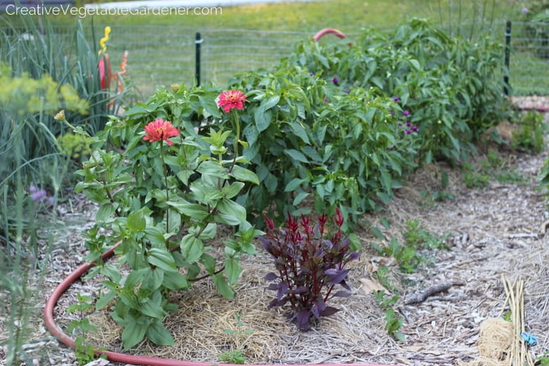 front yard garden with peppers and flowers front yard garden with peppers and flowers