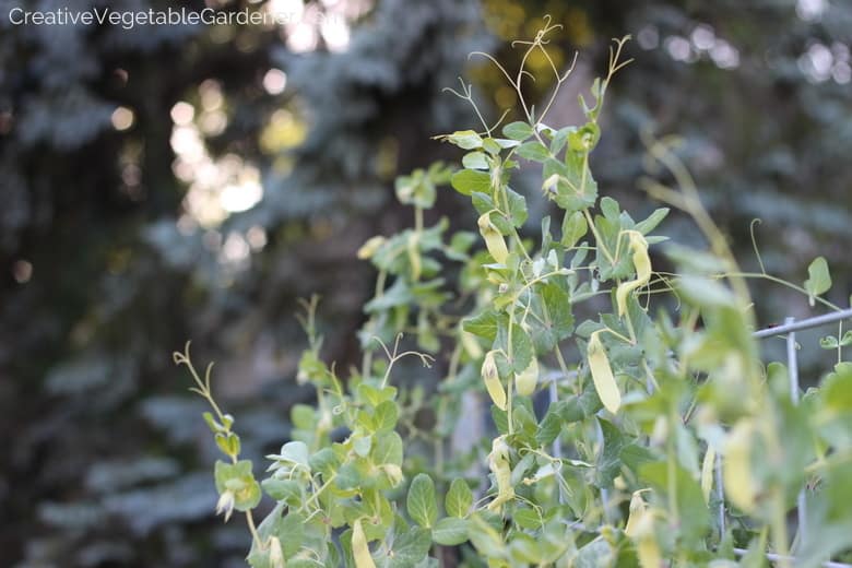 Peas Front Yard Garden Peas Front Yard Garden